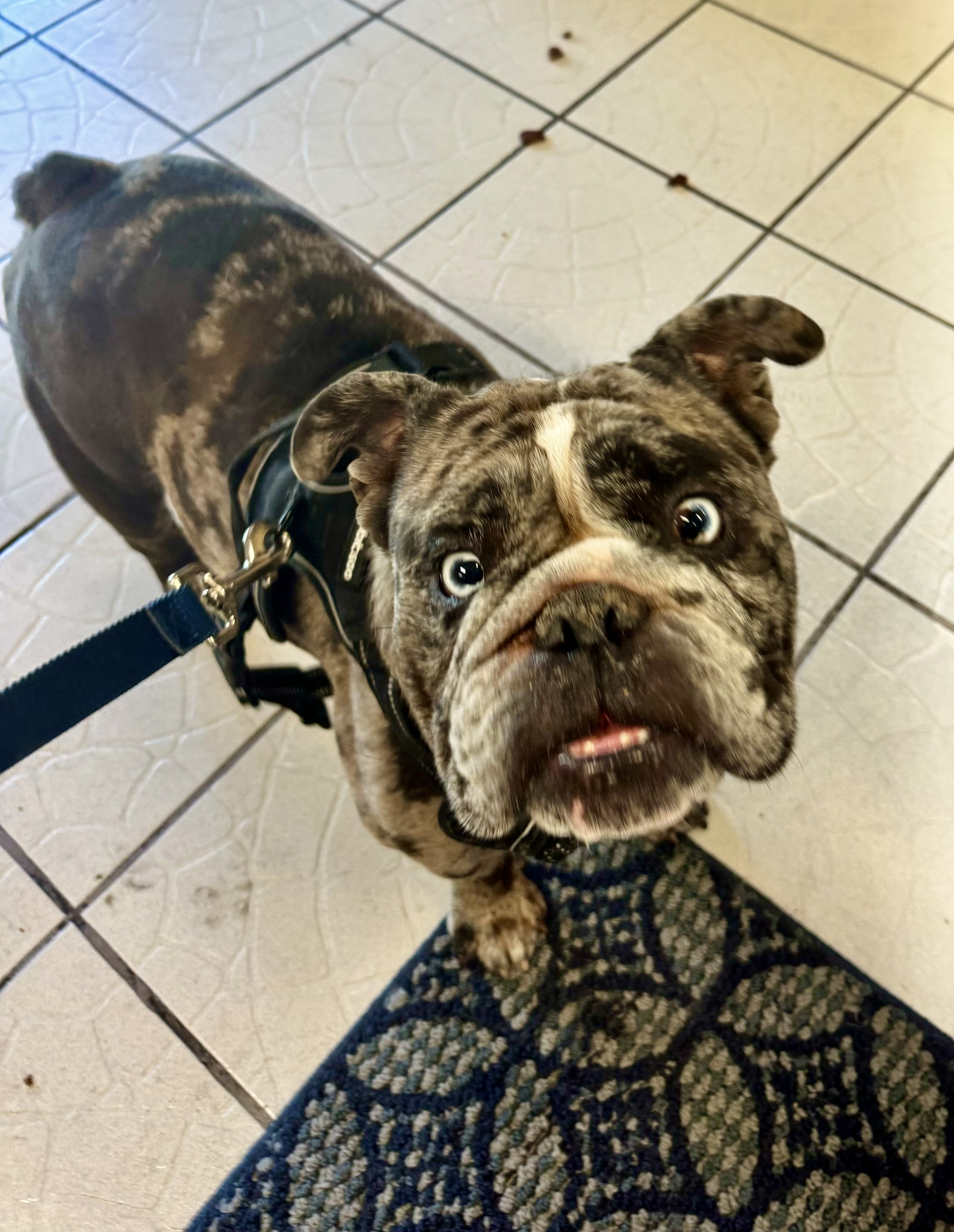 Enlarge Bowser, a Adopted English Bulldog in Redmond, OR image 2/5