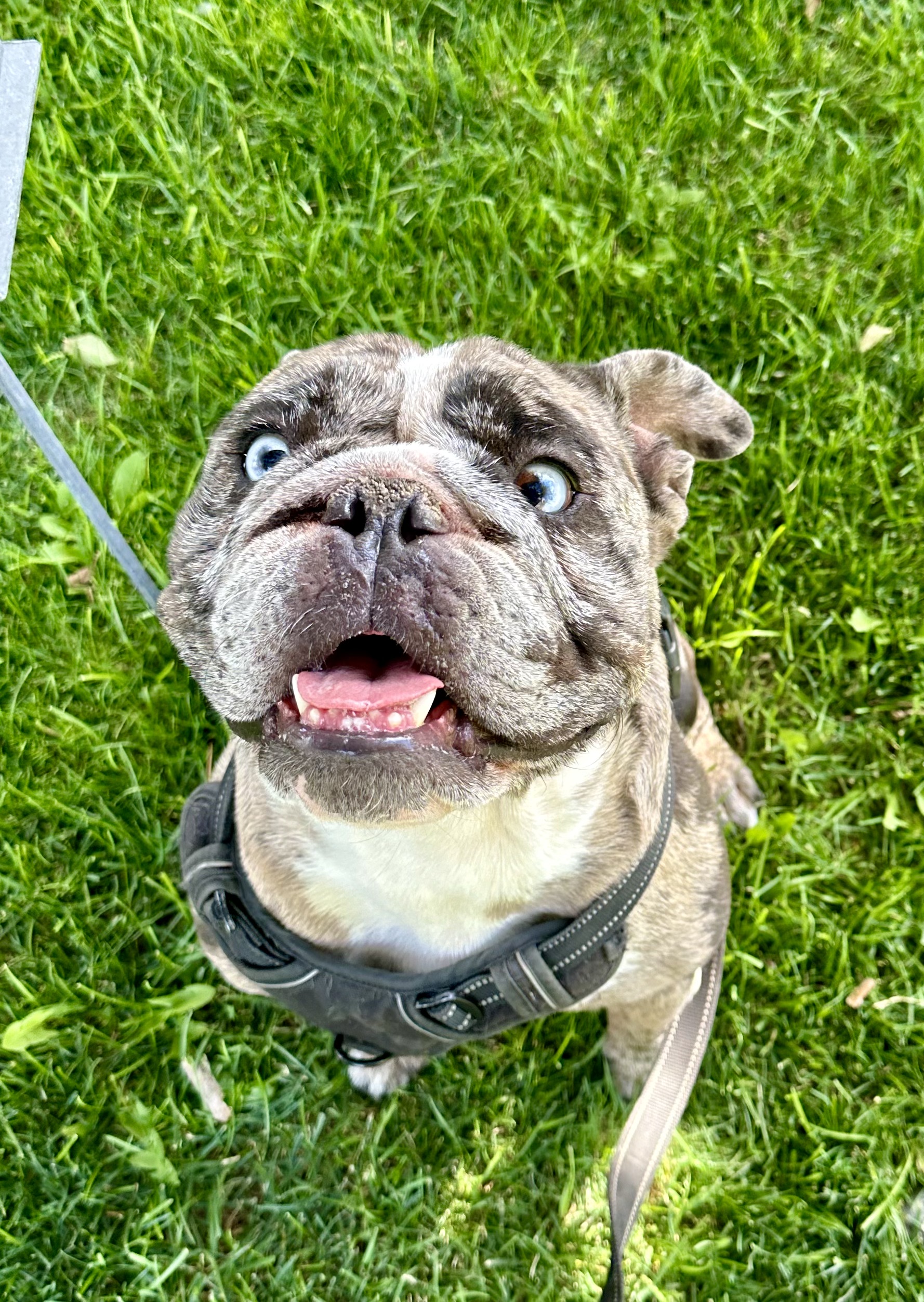 Enlarge Bowser, a Adopted English Bulldog in Redmond, OR image 3/5