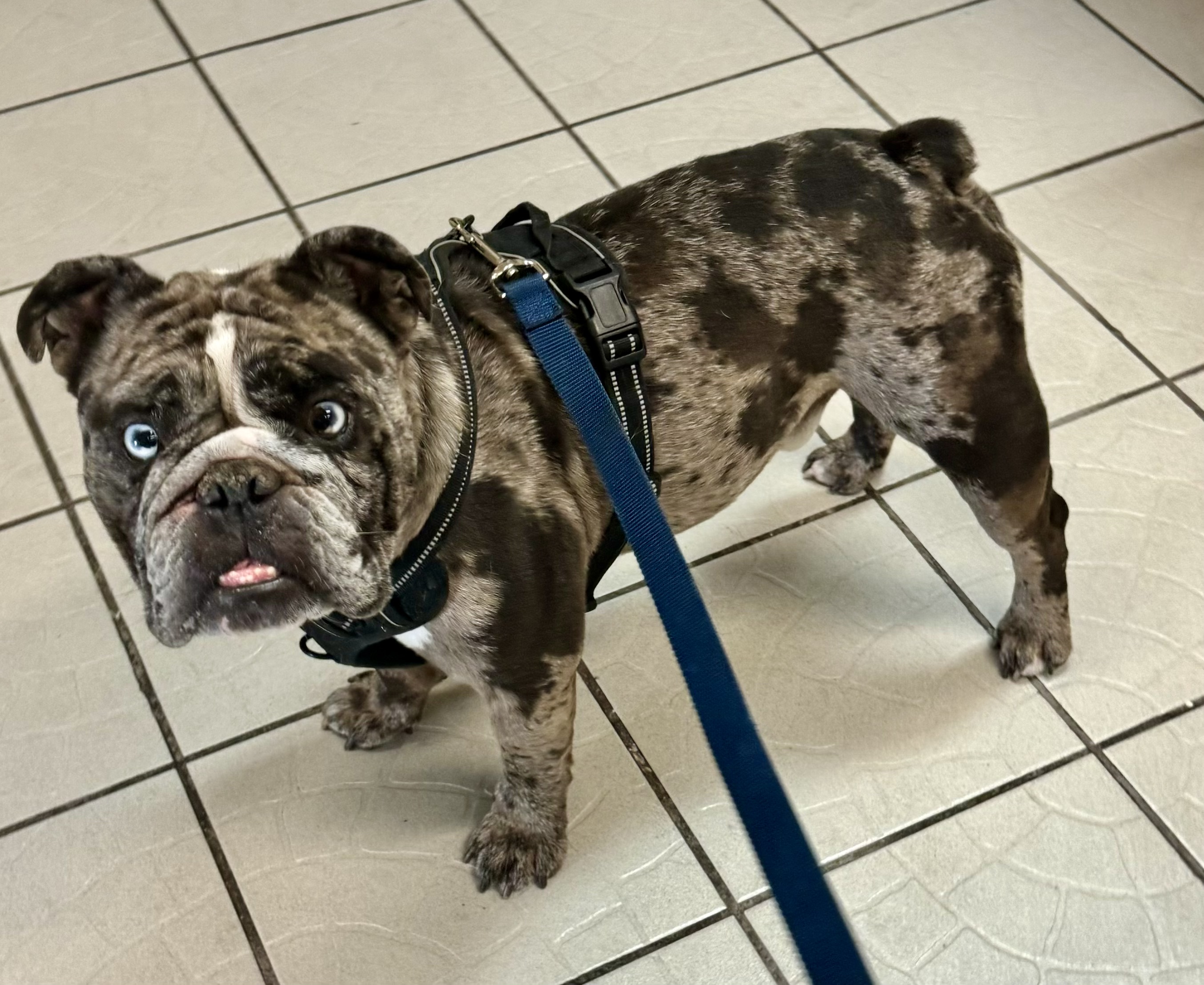 Enlarge Bowser, a Adopted English Bulldog in Redmond, OR image 4/5