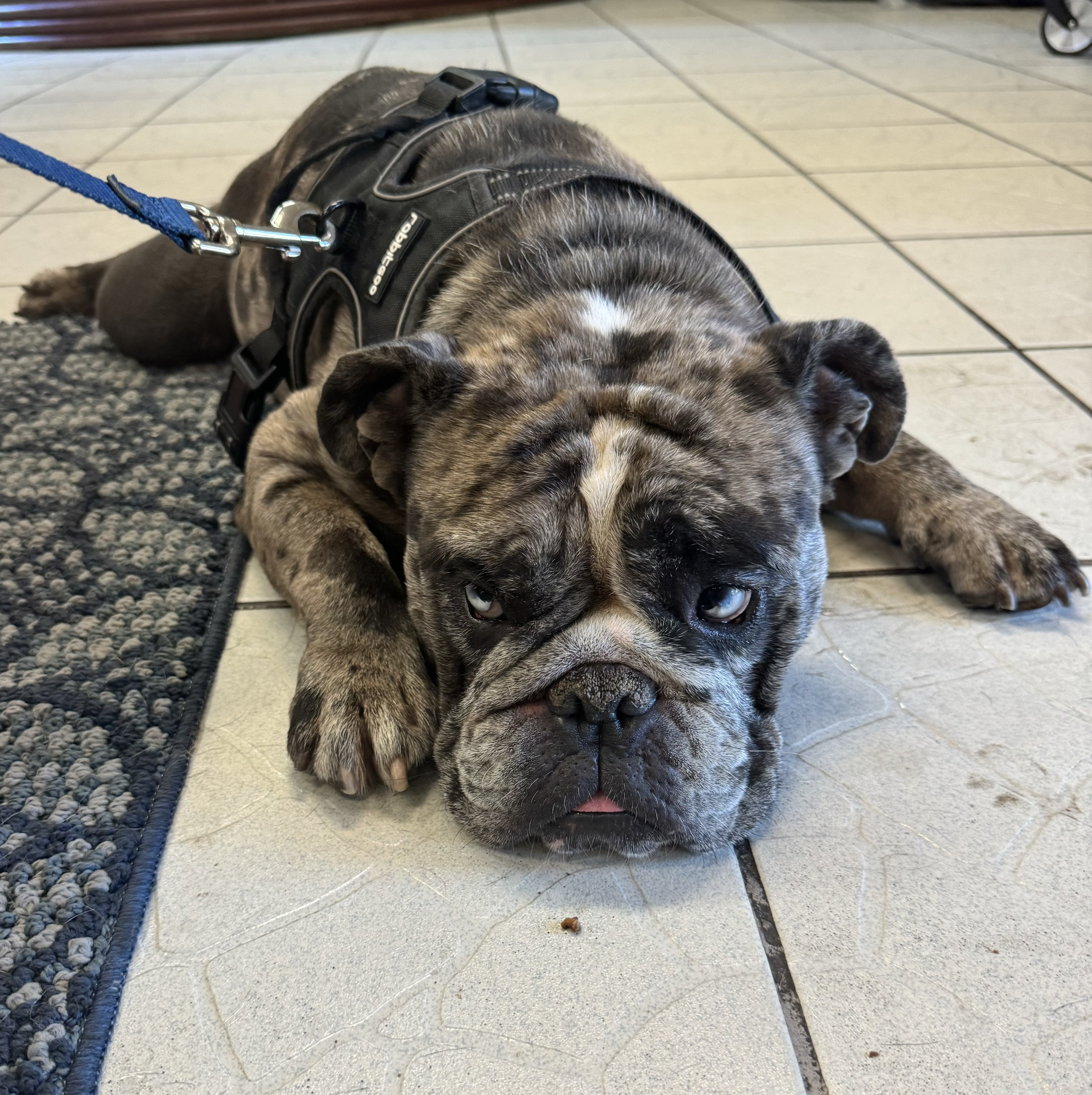 Enlarge Bowser, a Adopted English Bulldog in Redmond, OR image 5/5