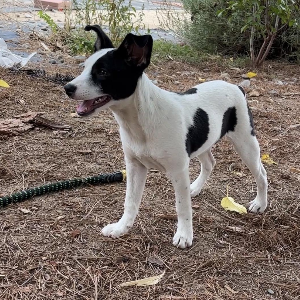 Moo, Adoptable, Puppy Female Rat Terrier & Terrier.