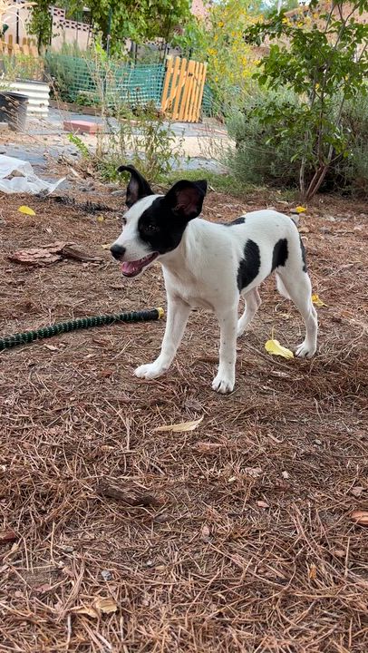 Enlarge Moo, a Adoptable mixed breed in Lancaster, CA video 3/3