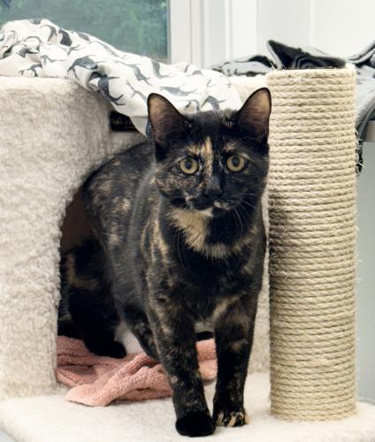 Ariel, Adoptable, Young Female Domestic Short Hair.