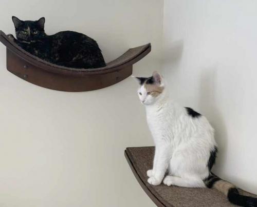 Enlarge Ariel, a Adoptable Domestic Short Hair in St. Johnsbury, VT image 2/2