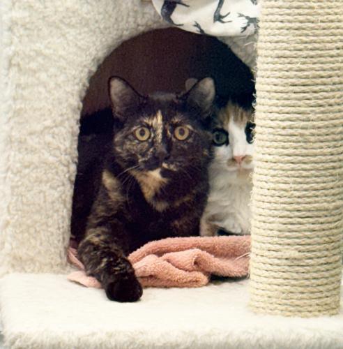 Enlarge Ariel, a Adoptable Domestic Short Hair in St. Johnsbury, VT image 2/2