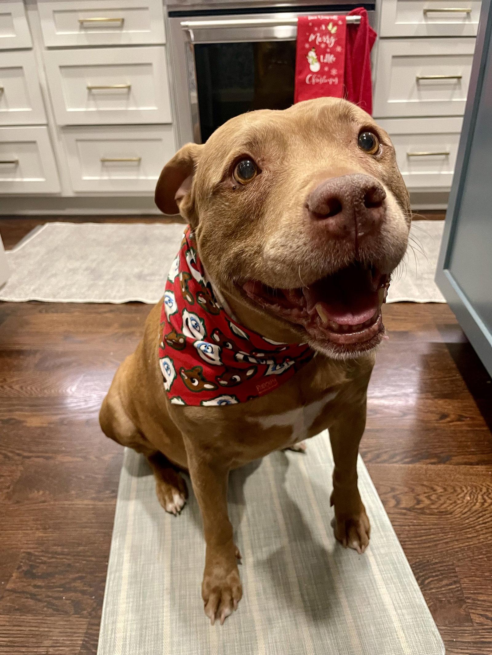 Ruby, Adoptable, Senior Female Pit Bull Terrier.