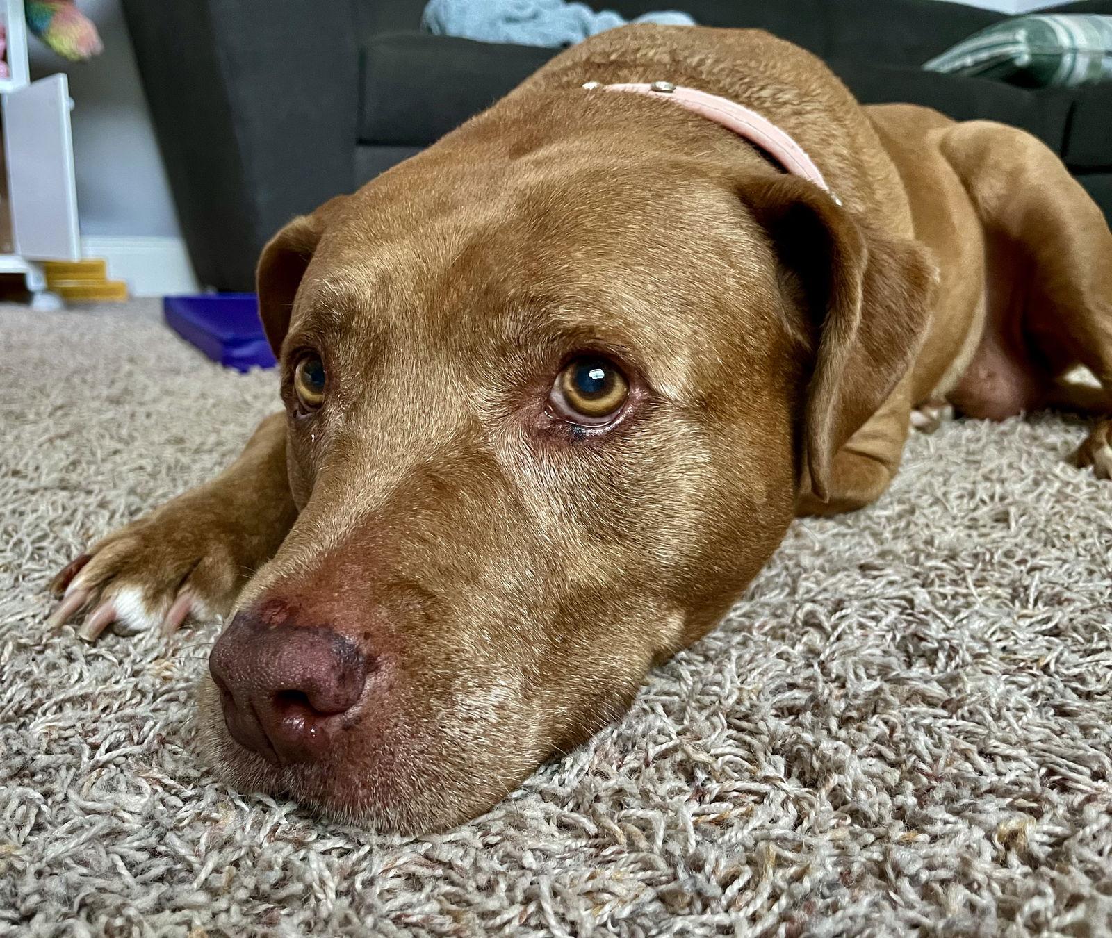 Ruby, Adoptable, Senior Female Pit Bull Terrier & Golden Retriever.