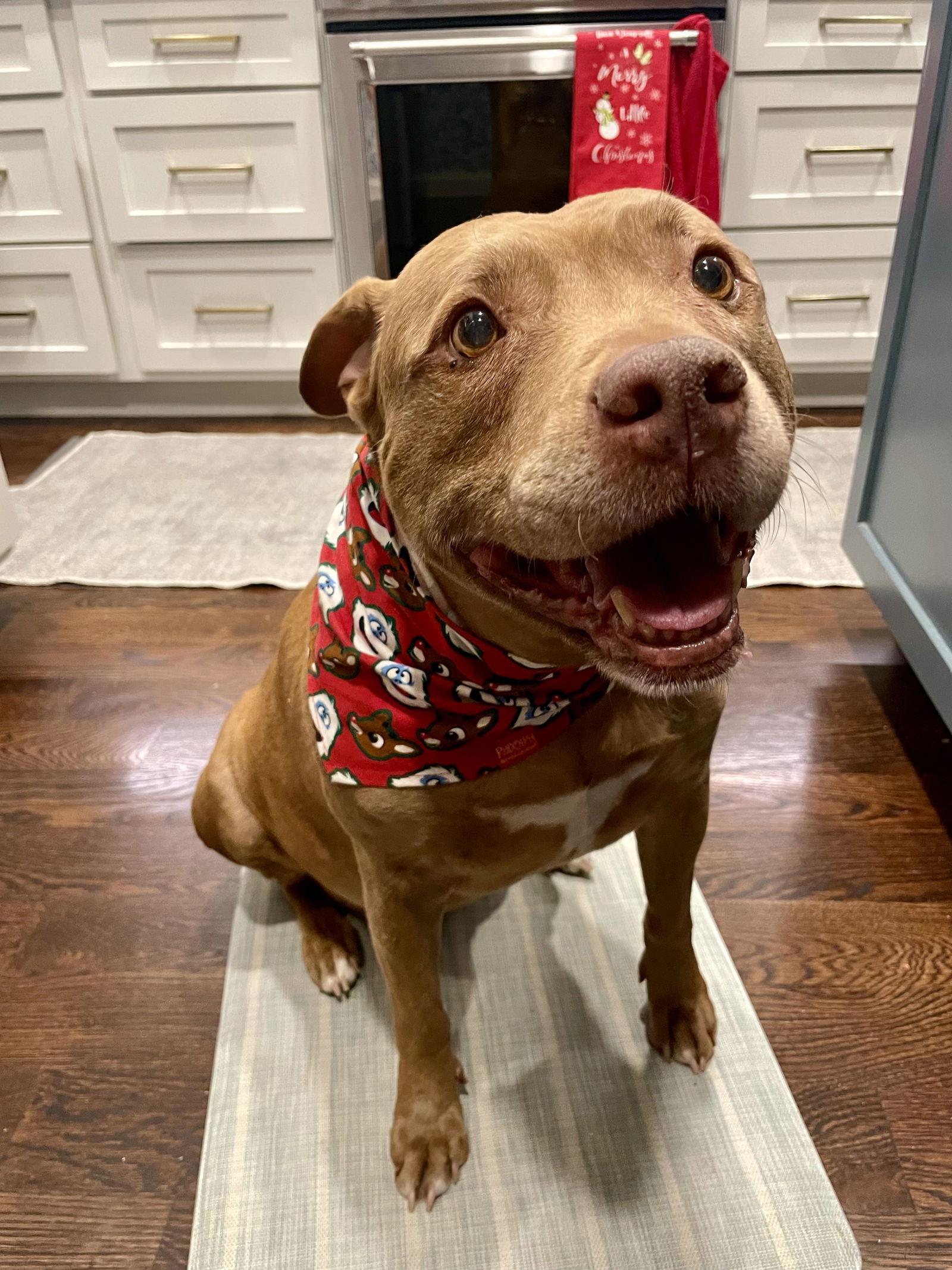 Ruby, a Adoptable mixed breed in Nashville, TN image 2/3