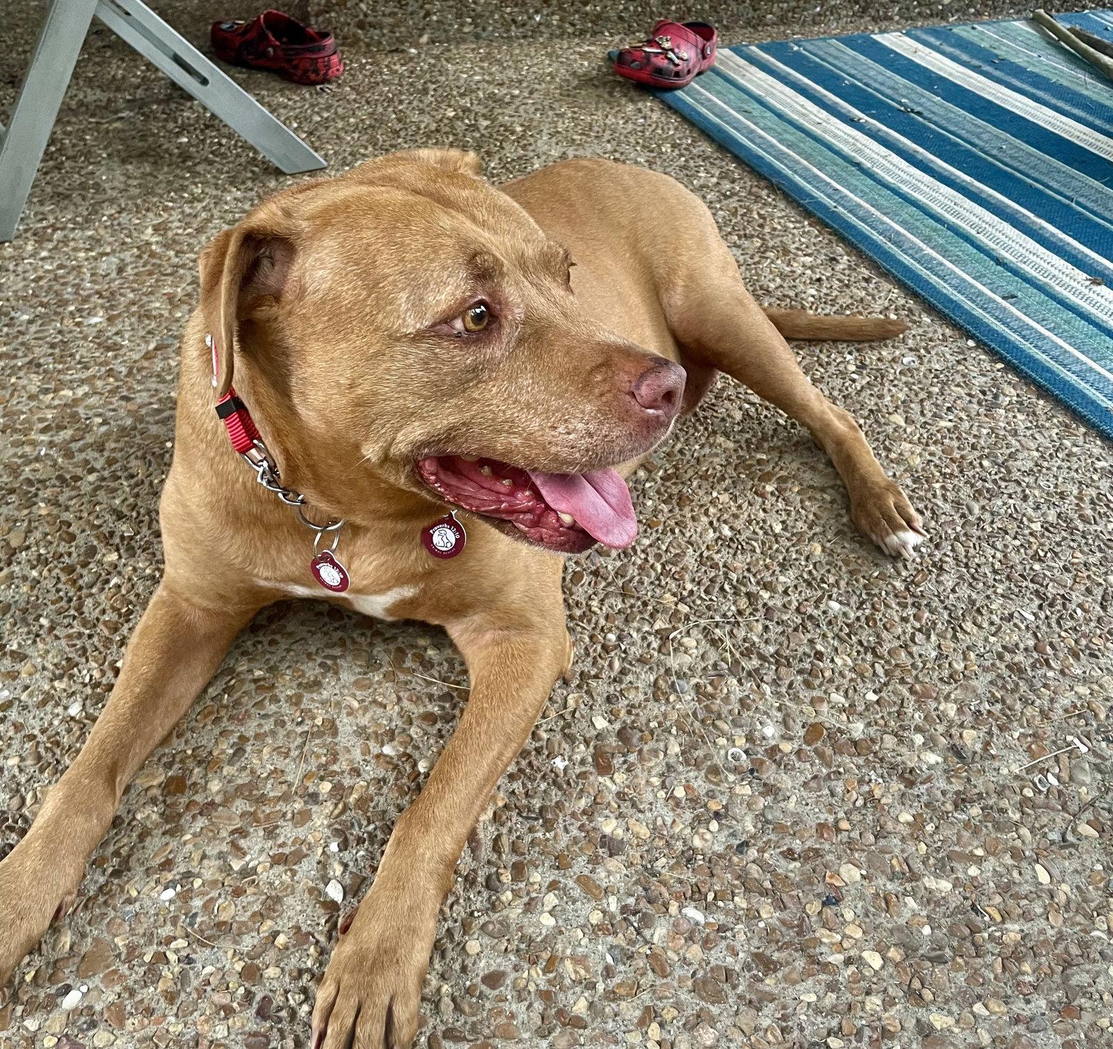Ruby, a Adoptable Pit Bull Terrier in Nashville, TN image 3/3