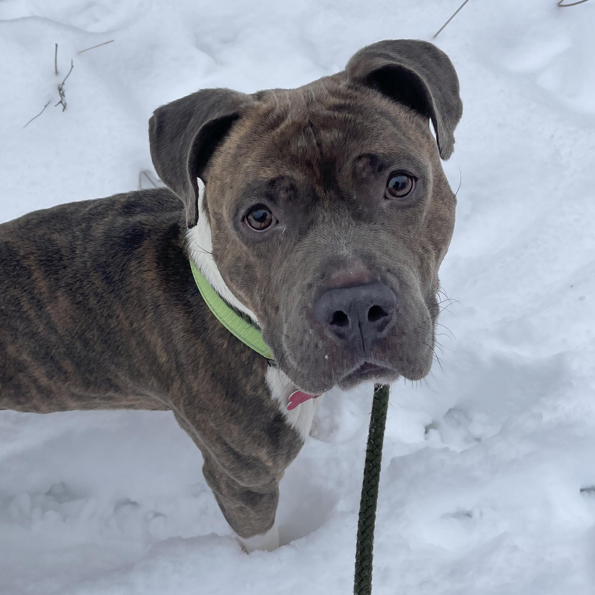 Kermit — thumbnail 2