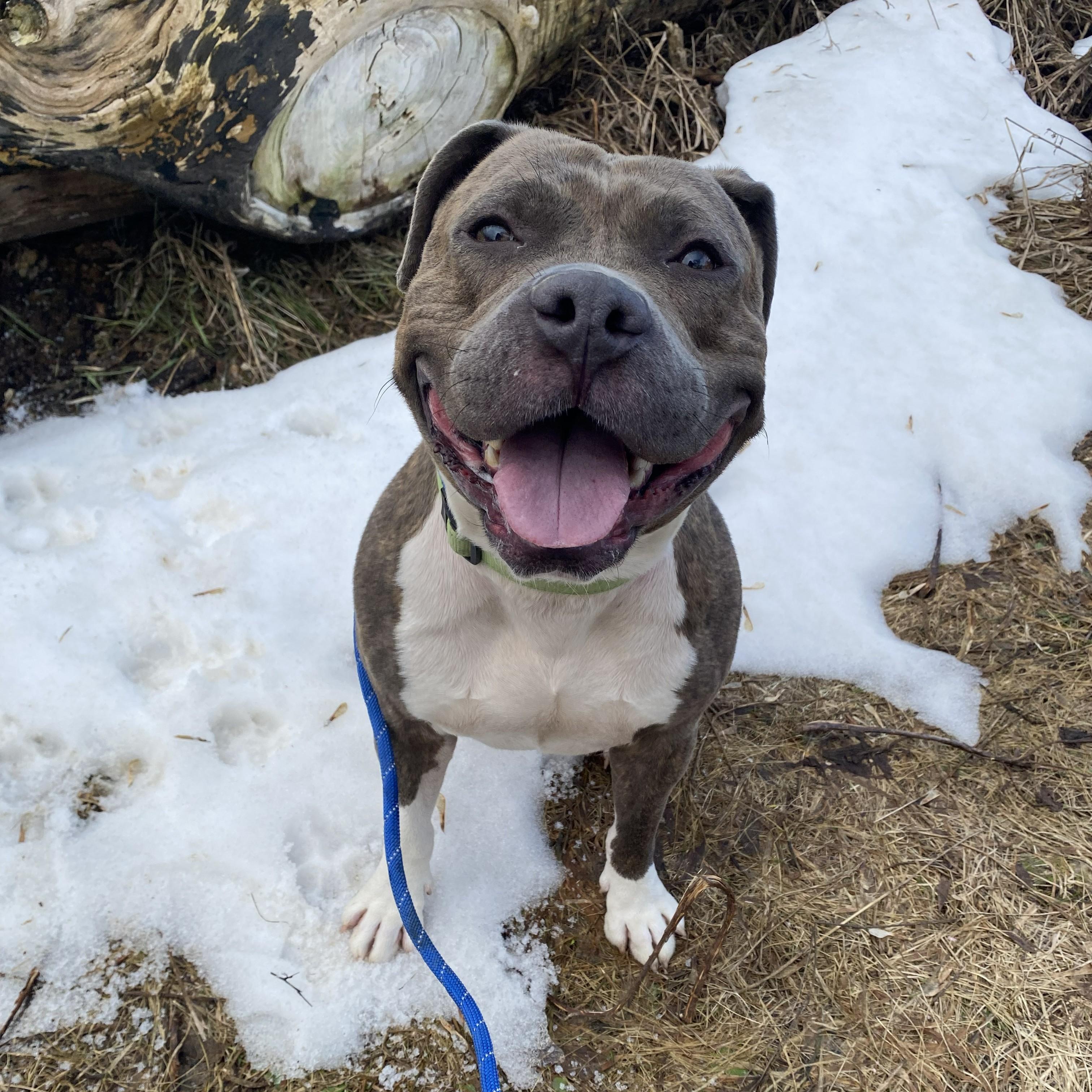 Kermit — thumbnail 4