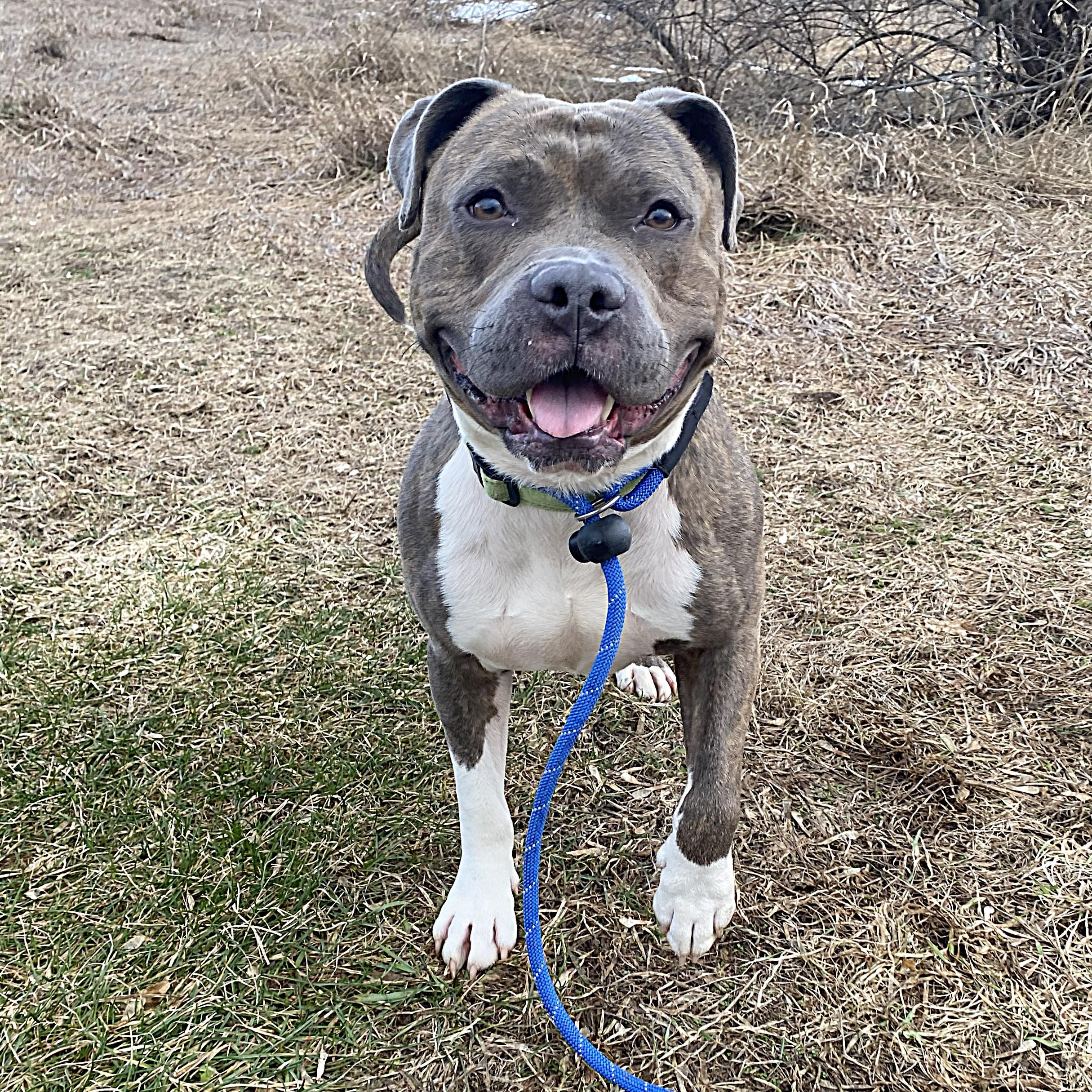 Kermit — thumbnail 5