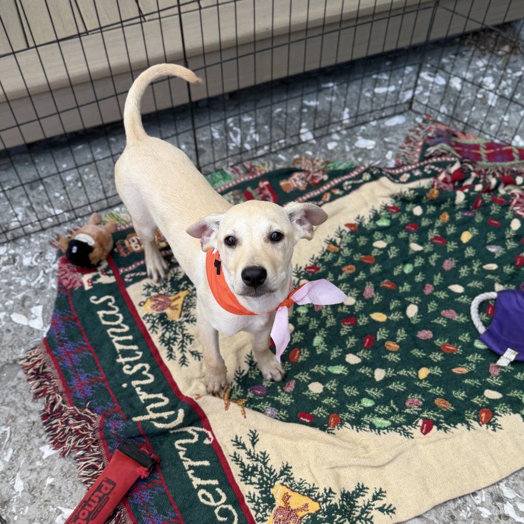Butter, Adoptable, Puppy Male Labrador Retriever.