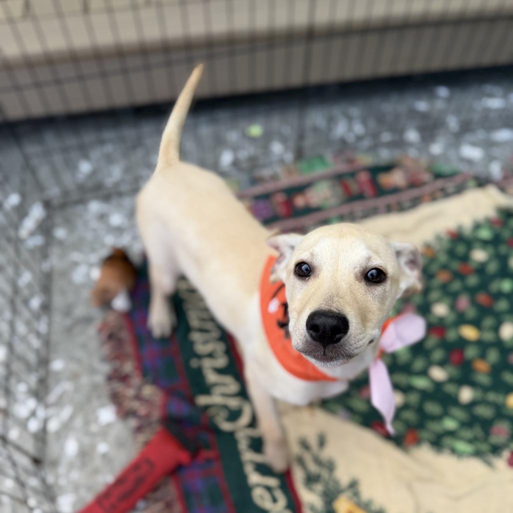 Butter, a Adoptable Labrador Retriever in North Charleston, SC image 2/4