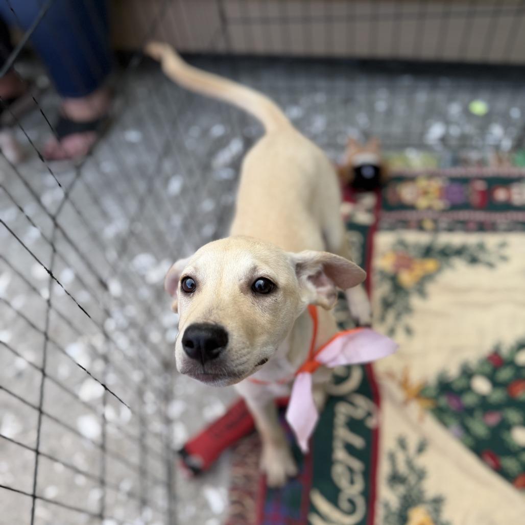 Butter, a Adoptable Labrador Retriever in North Charleston, SC image 4/4