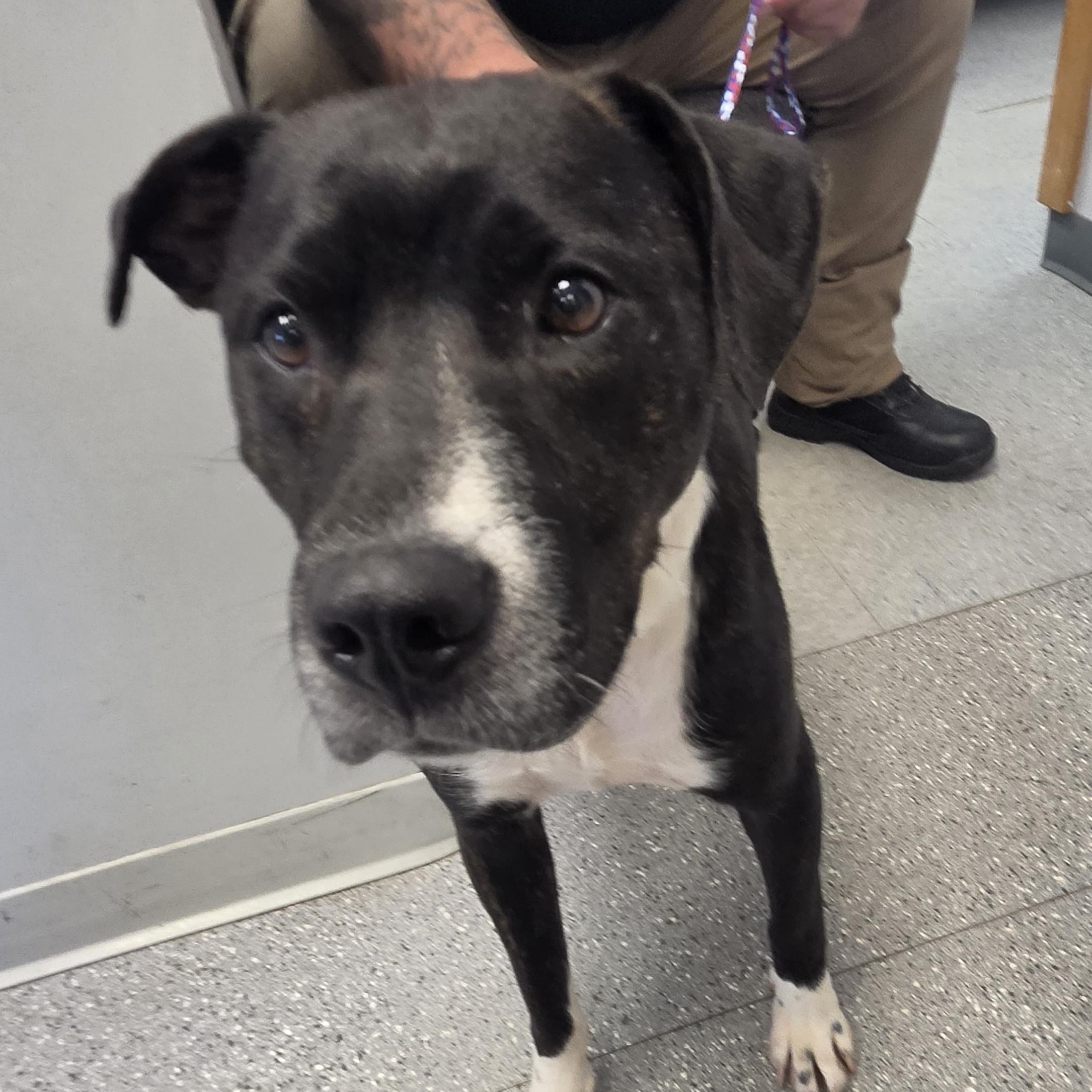 Dottie, ADOPTABLE, Adult Female Mixed Breed.