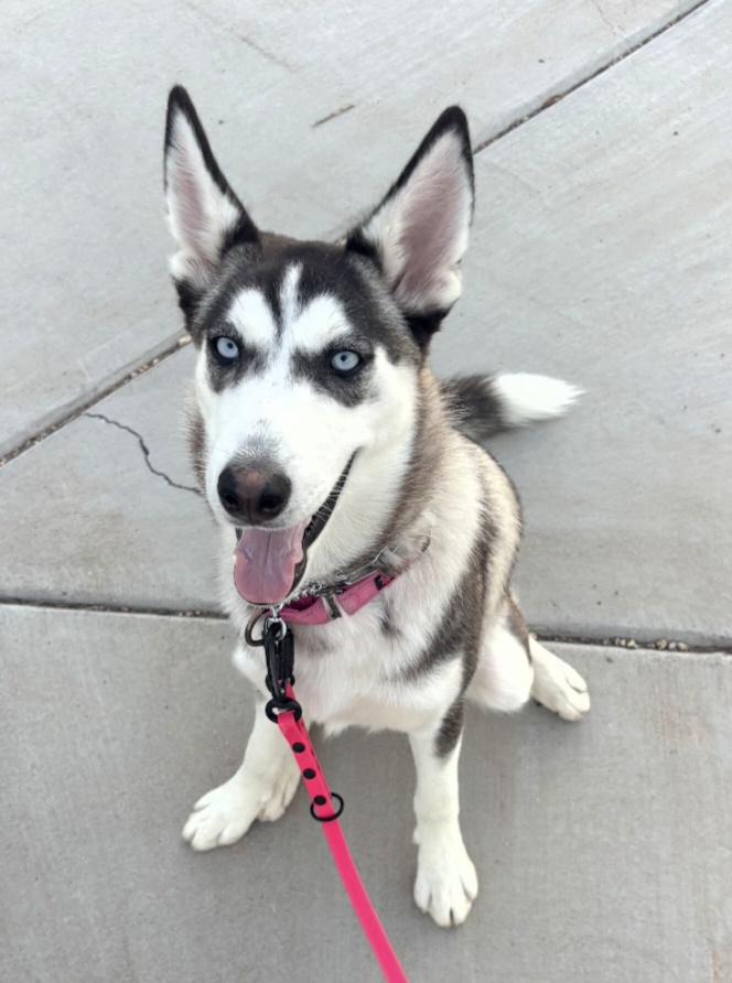 Sasha, Adoptable, Young Female Siberian Husky.