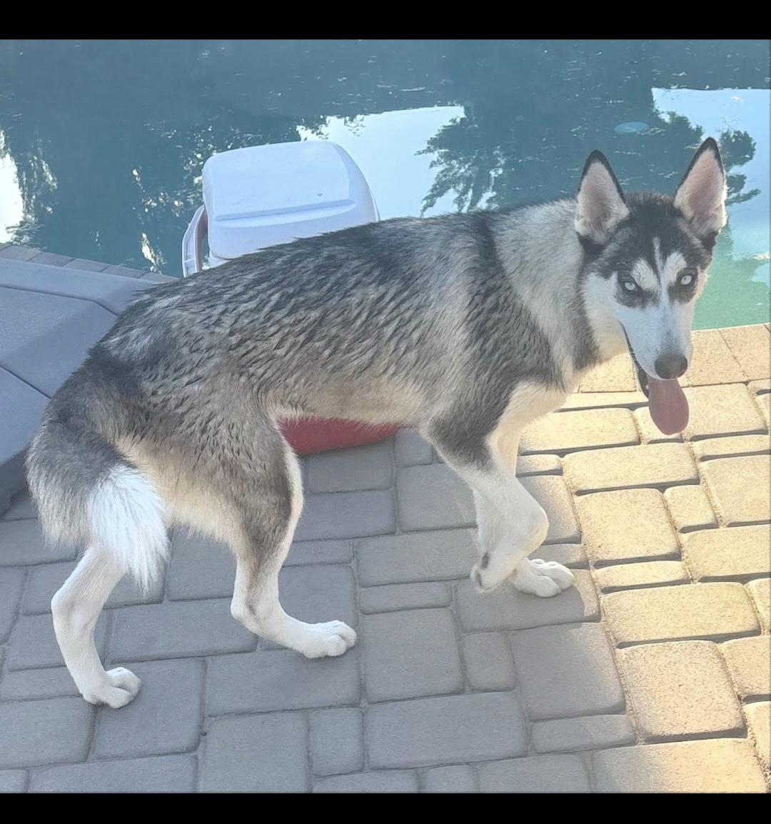 Sasha, a Adoptable Siberian Husky in Cave Creek, AZ image 2/3