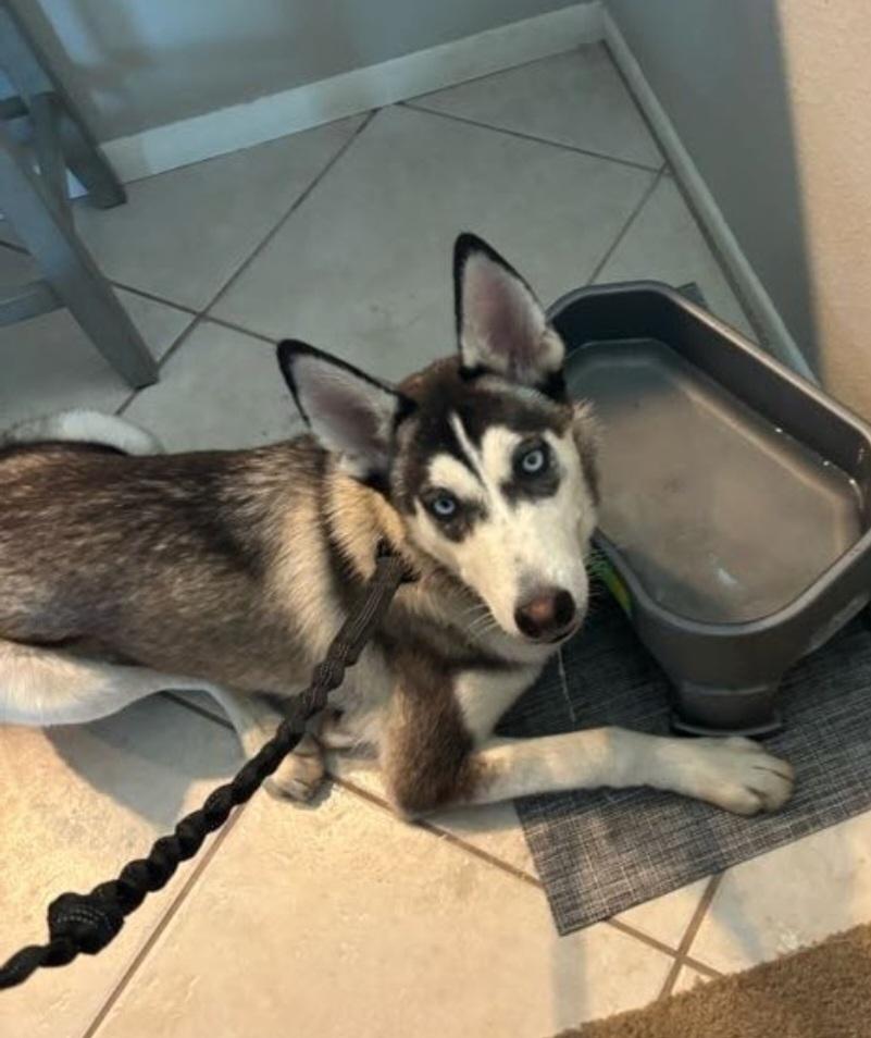 Sasha, a Adoptable Siberian Husky in Cave Creek, AZ image 3/3
