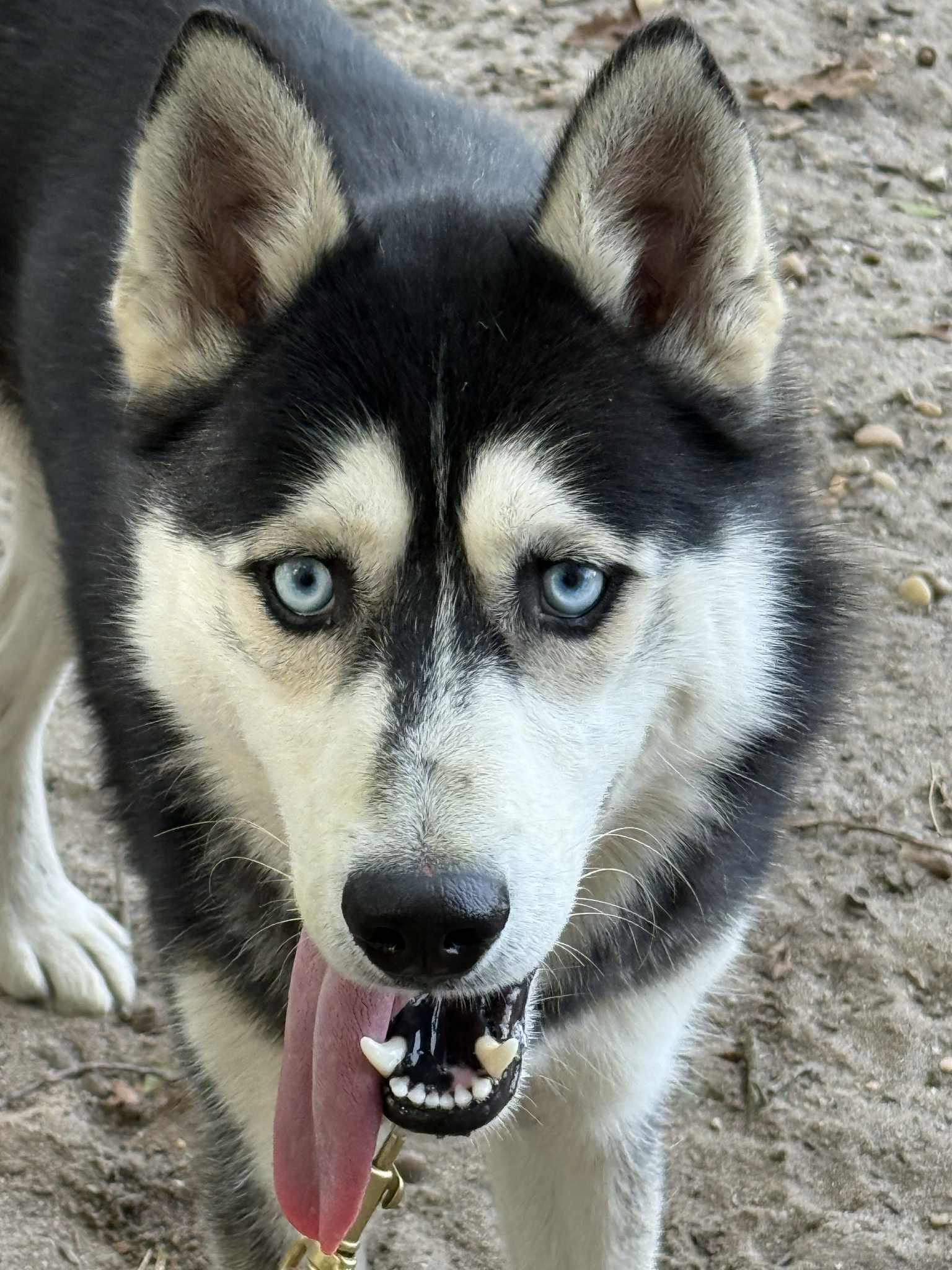 Pickles, a Adoptable Husky in Brookhaven, NY image 2/4