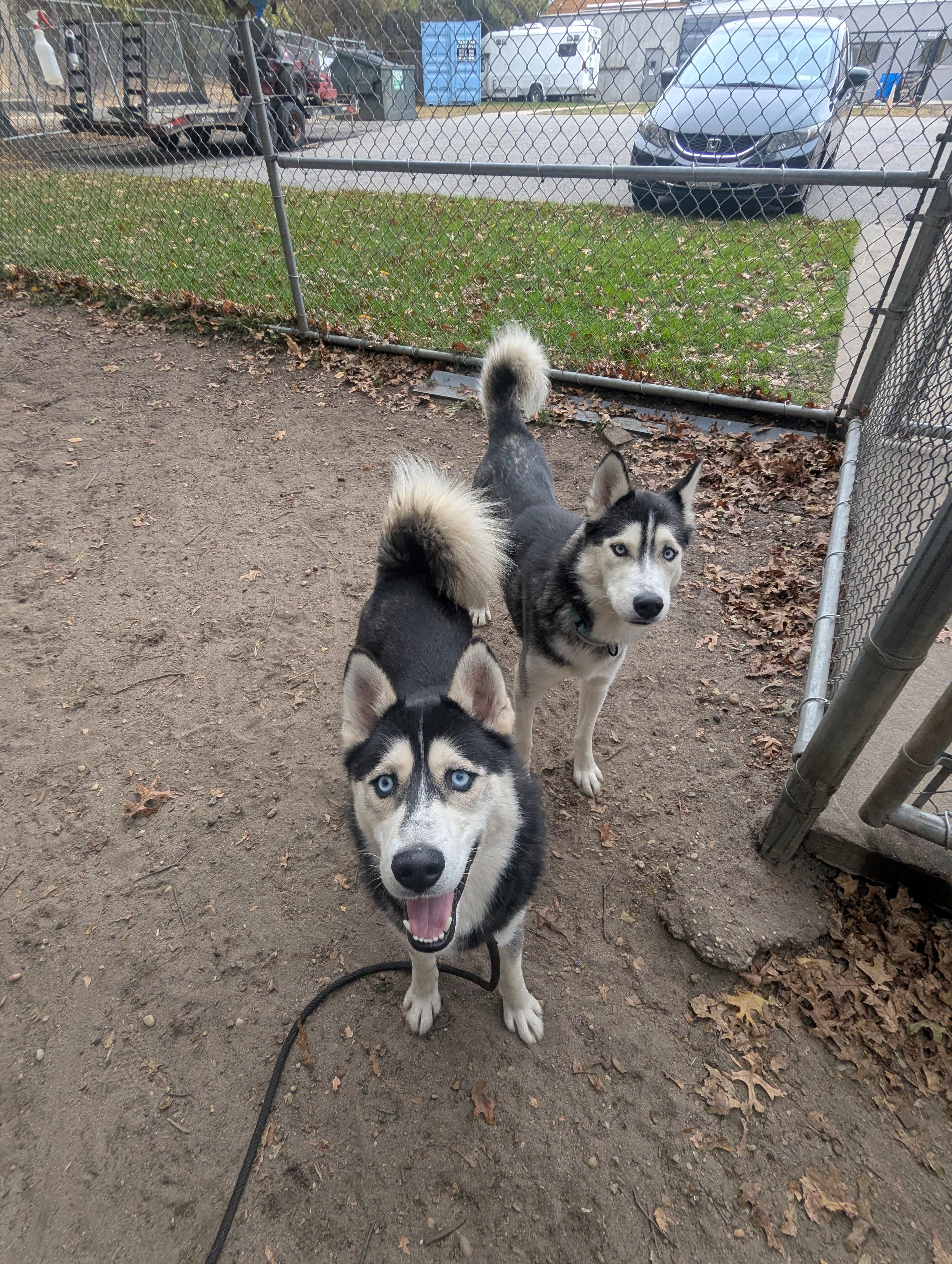 Pickles, a Adoptable Husky in Brookhaven, NY image 4/4