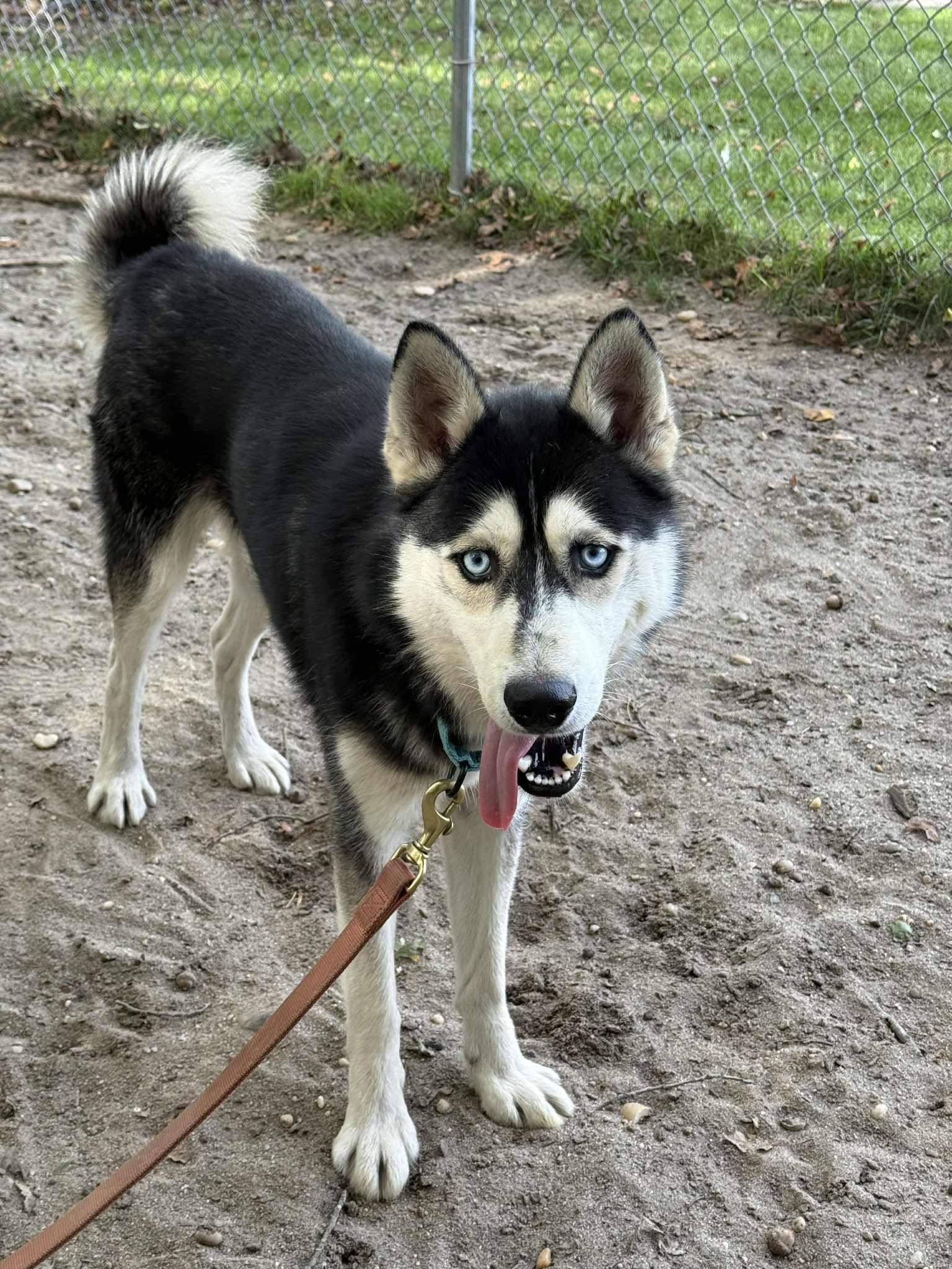 Pickles, Adoptable, Young Male Husky.