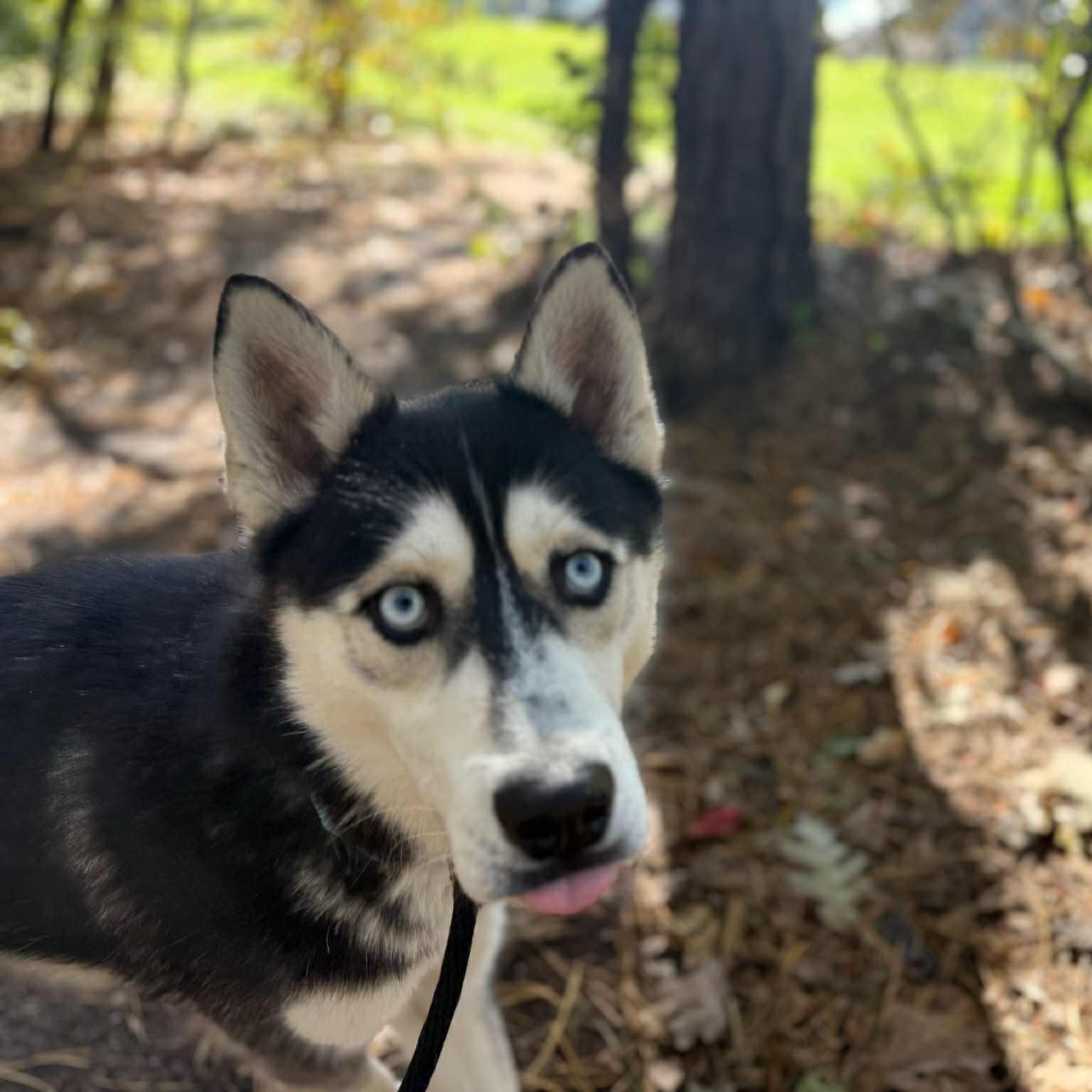 Pickles, a Adoptable Husky in Brookhaven, NY image 3/4