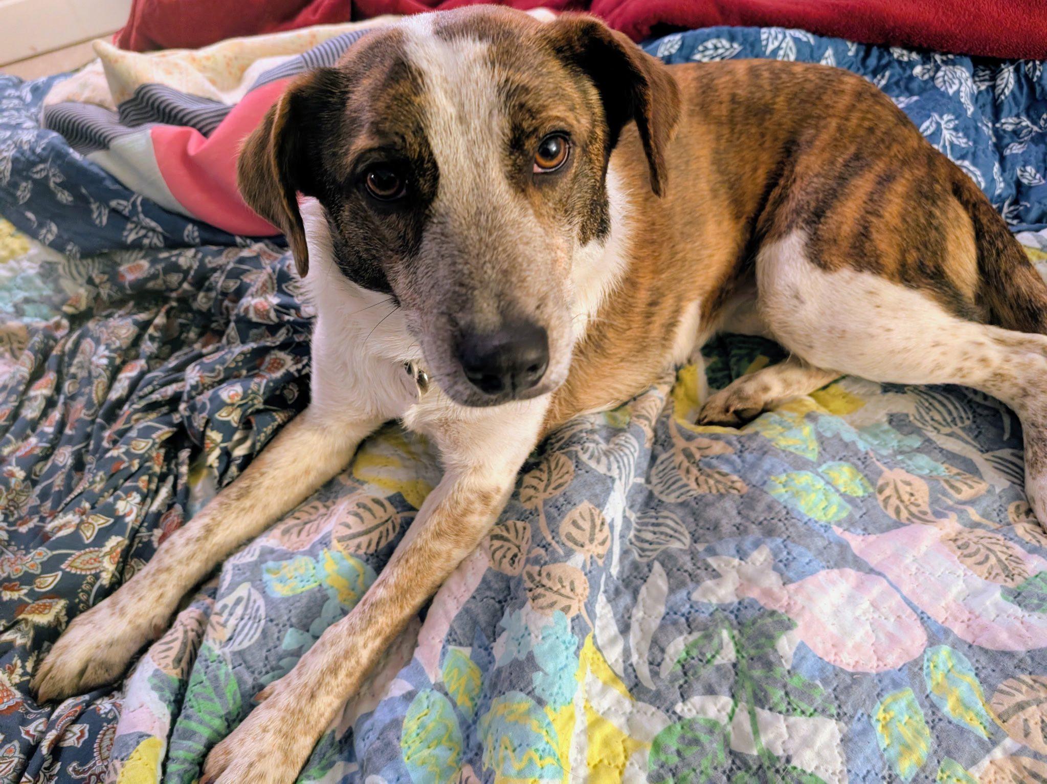 Enlarge Daisy-Mae, a ADOPTABLE mixed breed in Aberdeen, NC image 2/2