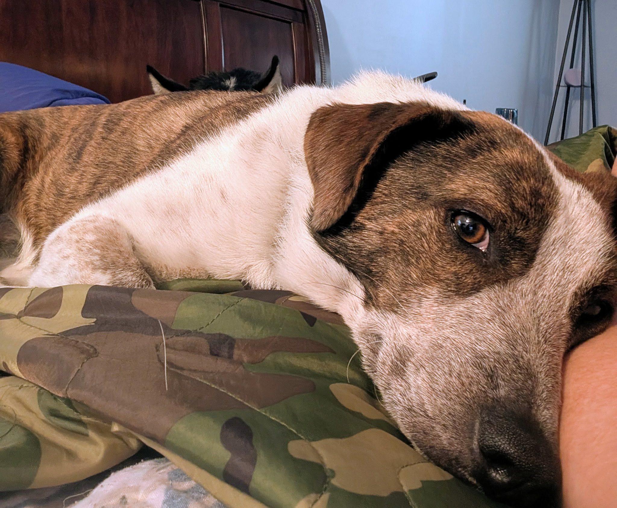 Enlarge Daisy-Mae, a ADOPTABLE mixed breed in Aberdeen, NC image 1/2