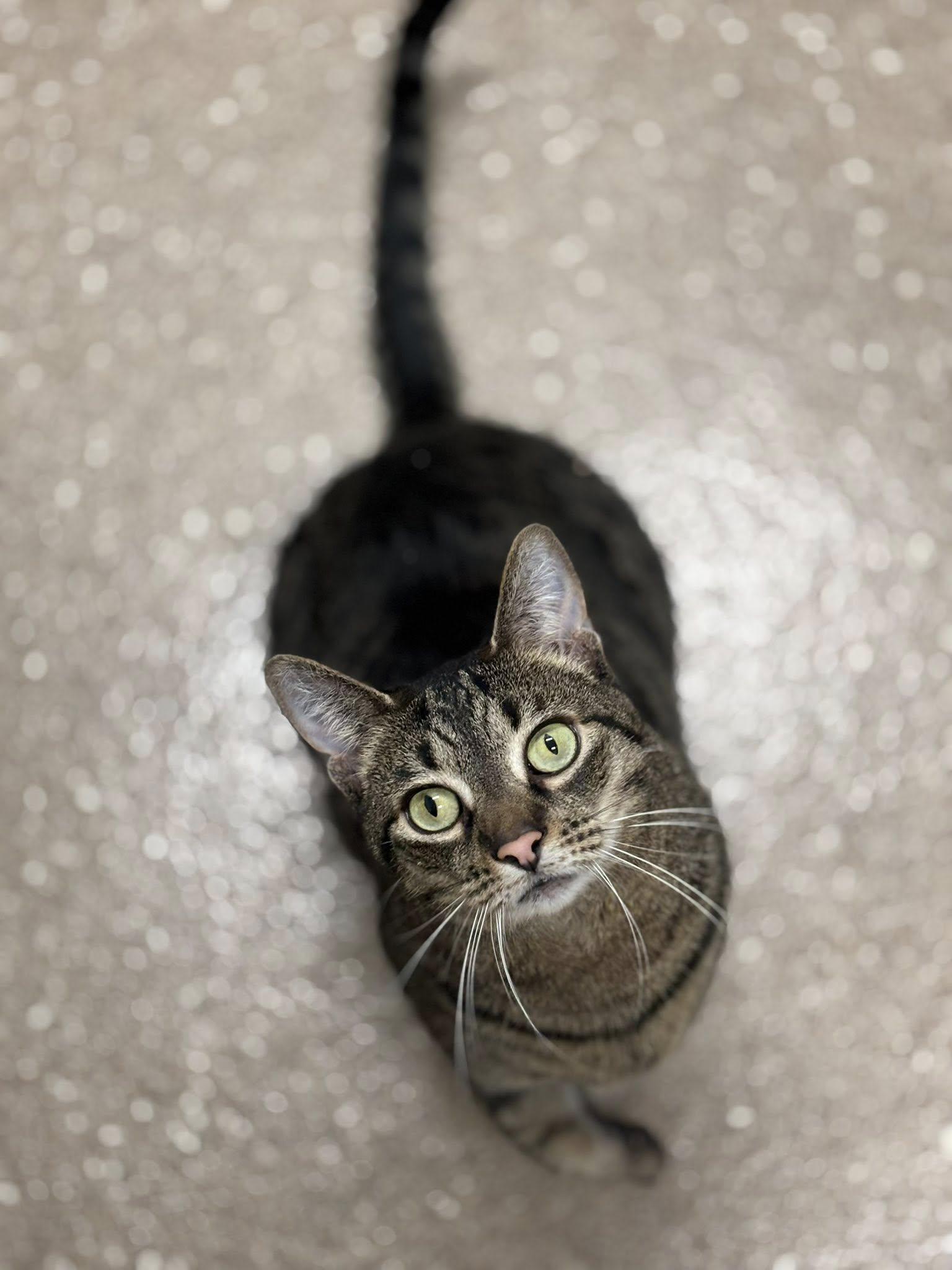 Simba, Adopted, Adult Male Domestic Short Hair.