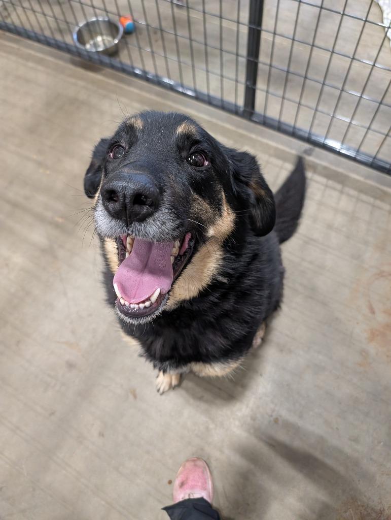 Hank fka (Doug 26-8444), Adopted, Adult Male Mixed Breed.