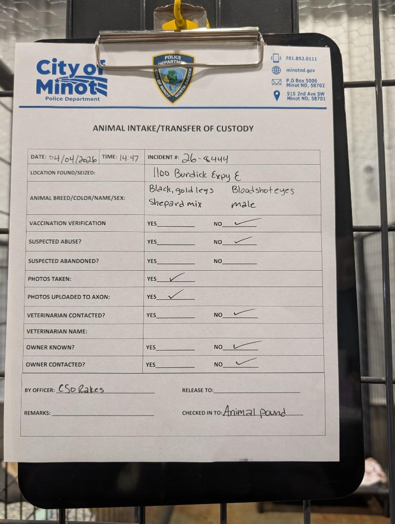 Enlarge Hank fka (Doug 26-8444), a Adopted mixed breed in Minot, ND image 3/6