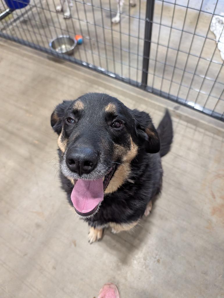 Enlarge Hank fka (Doug 26-8444), a Adopted mixed breed in Minot, ND image 4/6