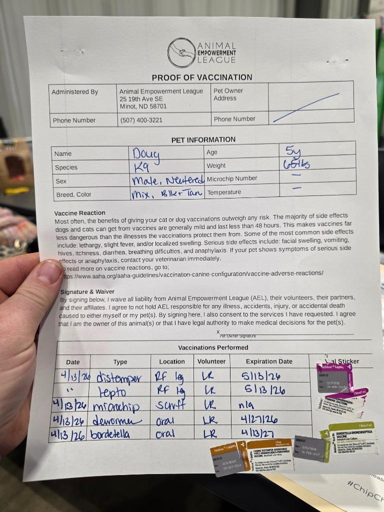 Enlarge Hank fka (Doug 26-8444), a Adopted mixed breed in Minot, ND image 6/6