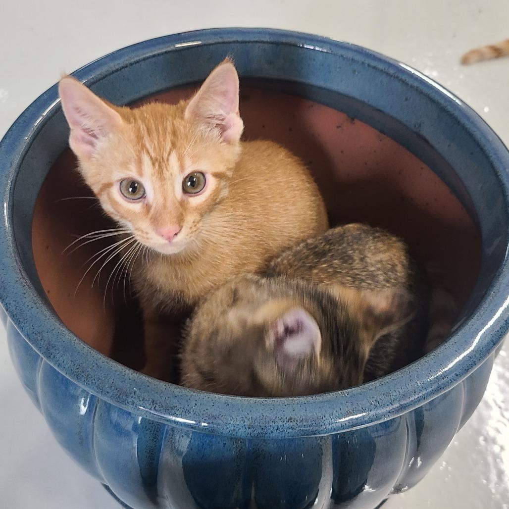 Esa C007359, Adoptable, Adult Male Domestic Short Hair.