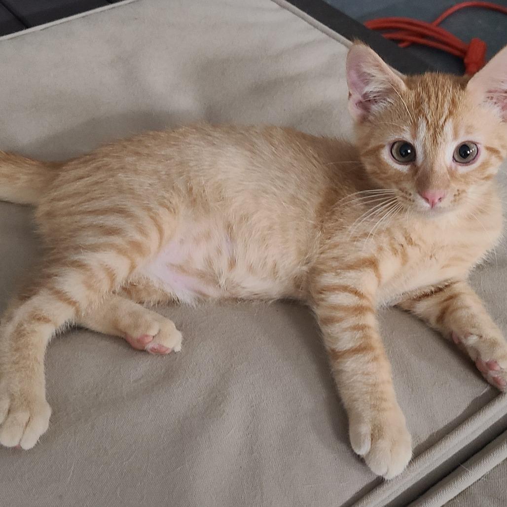 Enlarge Esa C007359, a Adoptable Domestic Short Hair in Prosper, TX image 2/2