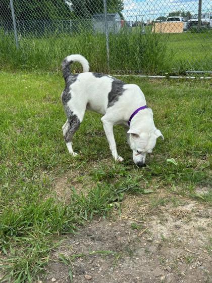 Enlarge Brynn, a Adoptable mixed breed in Fergus Falls, MN image 1/3