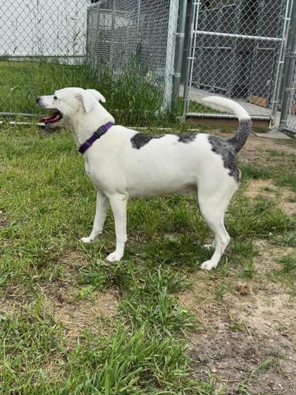 Enlarge Brynn, a Adoptable mixed breed in Fergus Falls, MN image 3/3