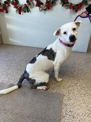 Brynn, Adoptable, Adult Female Catahoula Leopard Dog & Mixed Breed.