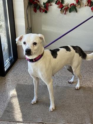 Brynn, Adoptable, Adult Female Catahoula Leopard Dog & Mixed Breed.