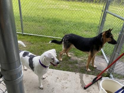 Enlarge Brynn, a Adoptable mixed breed in Fergus Falls, MN image 2/3