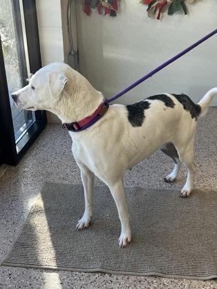 Enlarge Brynn, a Adoptable mixed breed in Fergus Falls, MN image 3/3