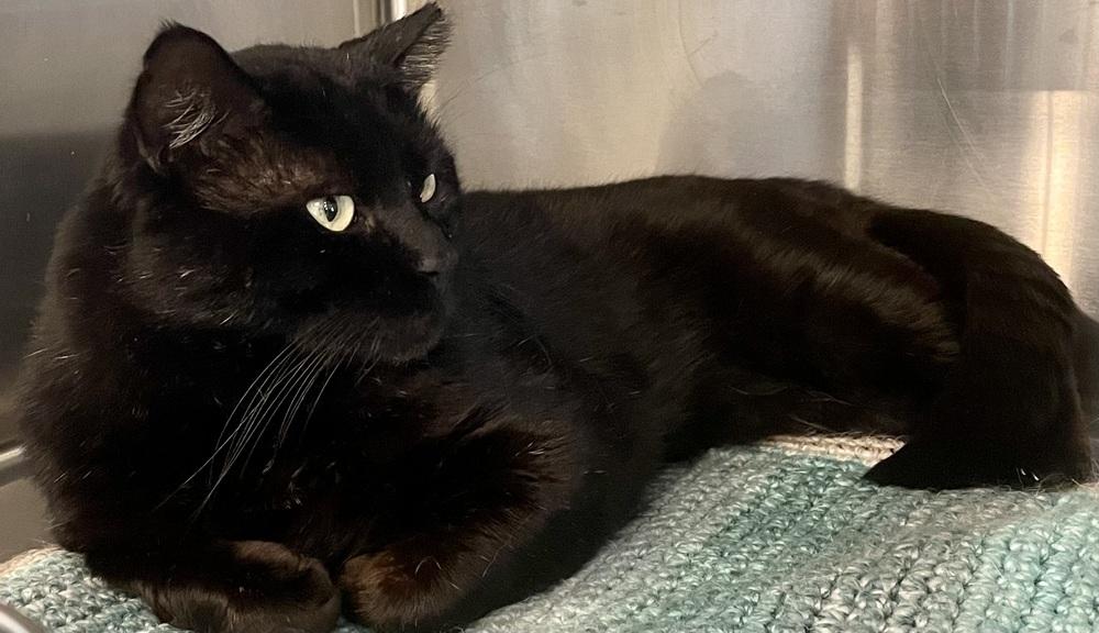 Enlarge HARLEY, a Adoptable mixed breed in Southbury, CT image 1/5