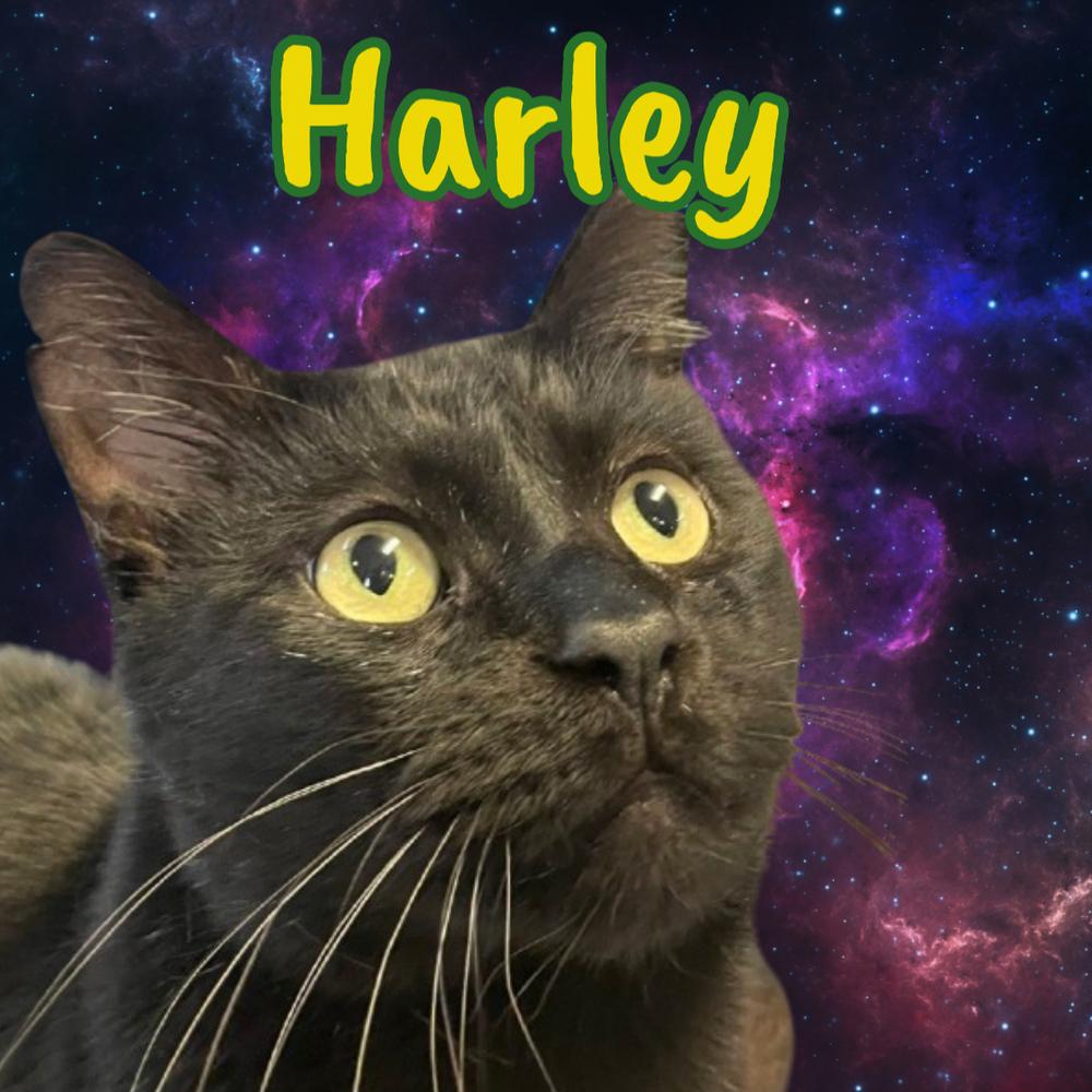Enlarge HARLEY, a Adoptable mixed breed in Southbury, CT image 2/5