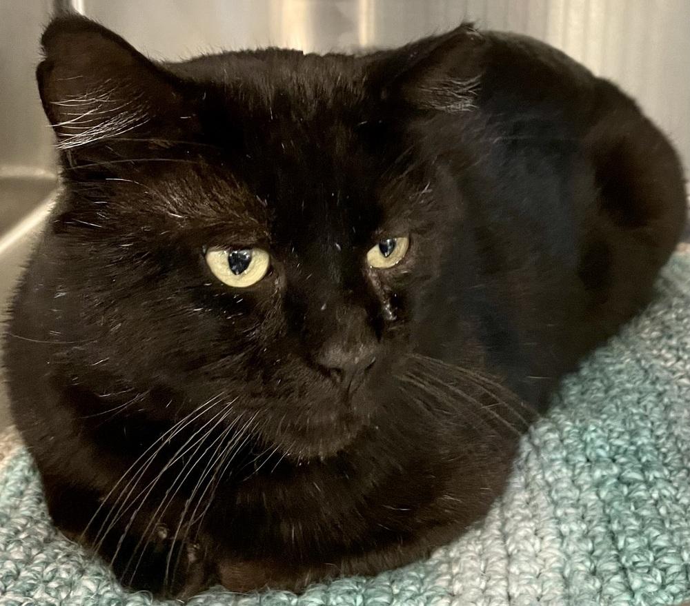 Enlarge HARLEY, a Adoptable mixed breed in Southbury, CT image 3/5