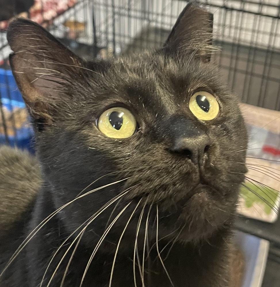 Enlarge HARLEY, a Adoptable mixed breed in Southbury, CT image 4/5