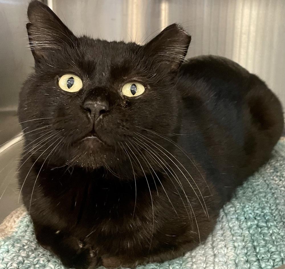 Enlarge HARLEY, a Adoptable mixed breed in Southbury, CT image 5/5