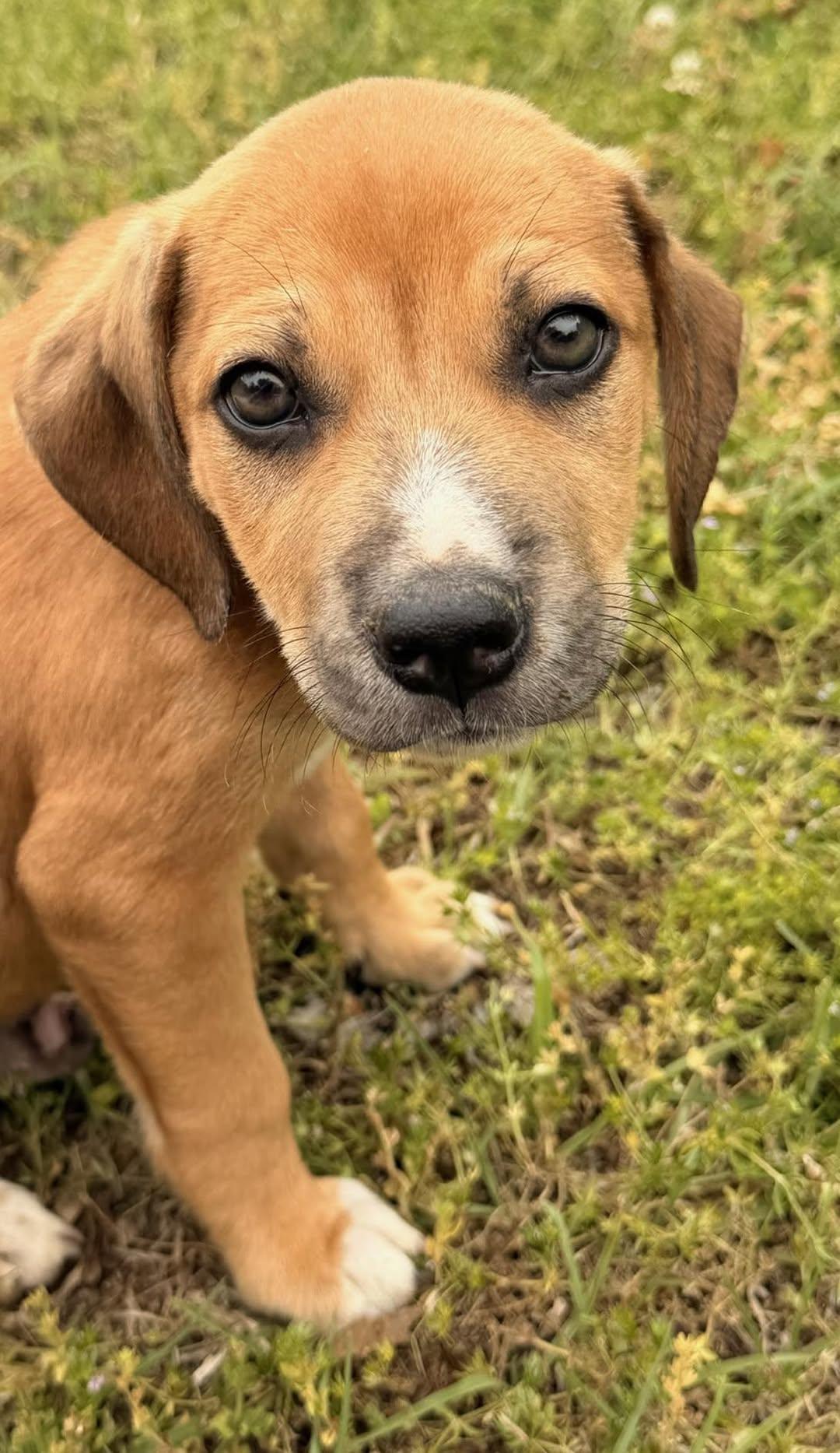 Junior, a Adoptable Beagle in Calera, AL image 1/6
