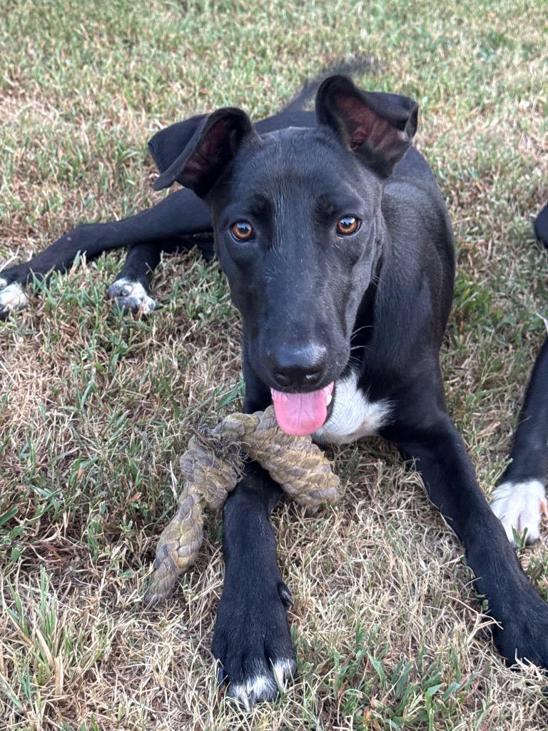 Jayden, a Adoptable mixed breed in Little Rock, AR image 1/4