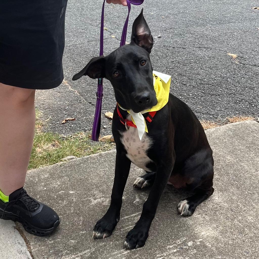 Jayden, a Adoptable mixed breed in Little Rock, AR image 2/4
